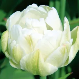 tulipan-pelny-casablanca-5-szt-tulipany-cebulki-cebule-tulipanow