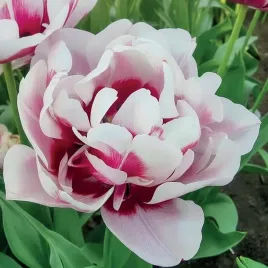 tulipan-pelny-la-delicatesse-5-szt