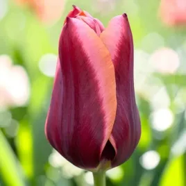 tulipan-triumph-slawa-5-szt