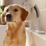 hansgrohe-dogshower-bialy-linia-dogshower