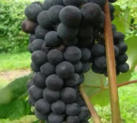 winorosl-agat-donski-wielkie-grona-slodka-ciemna-sadzonka-p9