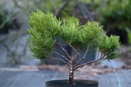 jalowiec-chinski-shimpaku-bonsai-zimozielone-drzewko-formowane