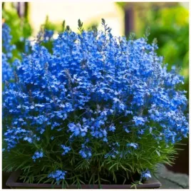 lobelia-stroiczka-idealna-do-rabat-donic-balkonow-niebieska-nasiona-01-g