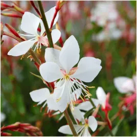 gaura-biala-kwiatek-lindheimera-nasiona-05-g