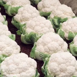 kalafior-bardzo-wczesny-nasiona-1-g-snowball-bialy-duzy