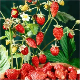 poziomka-rugia-aromatyczne-owoce-bardzo-plenna-nasiona-02-g