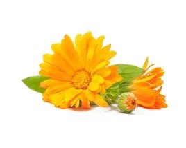 nagietek-equiherbs-kwiat-suszony-eko-torba-1000g