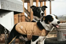 carhartt-ubranie-brazowe-dla-duzego-psa-xl-7fa
