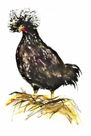 kura-czubatka-akwarela-oryginalna