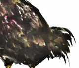 kura-czubatka-akwarela-oryginalna