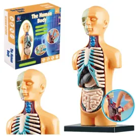 model-anatomiczny-edukacyjny-cialo-ludzkie-narzady