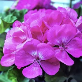 pelargonia-rabatowa-intensywnie-fioletowa-nasiona-003-g