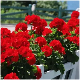 pelargonia-rabatowa-intensywnie-czerwona-nasiona-005-g