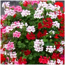 pelargonia-bluszczolistna-speedy-mix-10-nasion