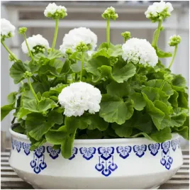 pelargonia-rabatowa-cesarska-biala-nasiona-005g