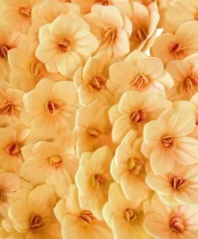 rose-decor-kwiaty-waflowe-hortensja-cieniowana-miodowa-18-szt