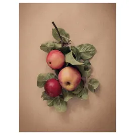 pjatteryd-obraz-jablka-i-liscie-30x40-cm