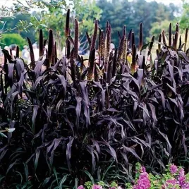 rozplenica-perlowa-inky-sadzonka-50-70cm-c2