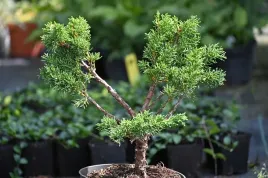 jalowiec-chinski-shimpaku-bonsai-zimozielone-drzewko-formowane