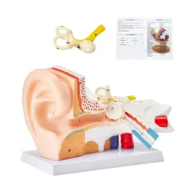model-anatomiczny-ucho-3-czesci