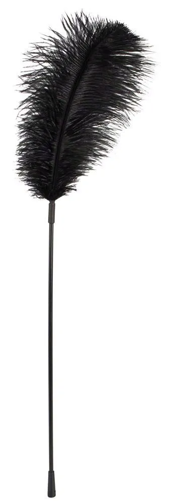 black-feather-bad-kitty