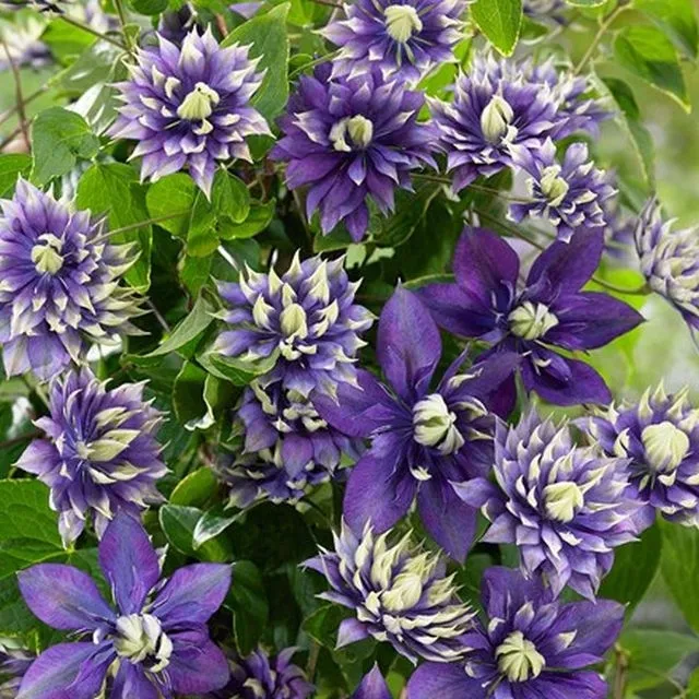 clematis-kokonoe-r-c2-rodzaj-rosliny-powojnik