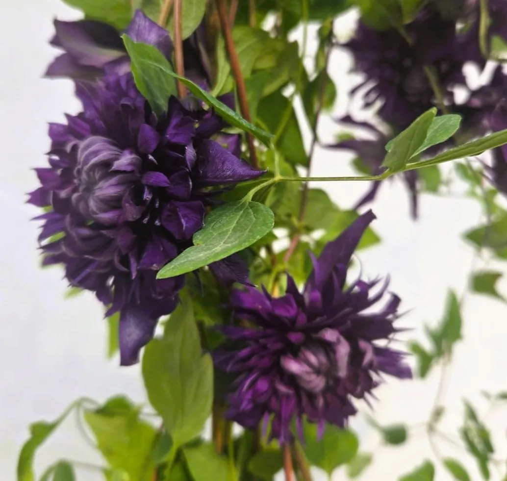 clematis-kokonoe-r-c2
