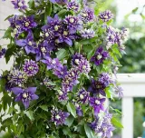 clematis-kokonoe-r-c2-nazwa-lacinska-clematis