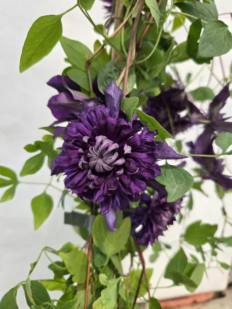 clematis-kokonoe-r-c2-rodzaj-rosliny-powojnik-producent-inna