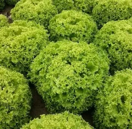 salata-lollo-bionda-lisciowa-karbowana