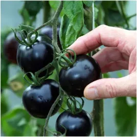 pomidor-koktajlowy-black-cherry-slodki-czarny-nasiona-03-g