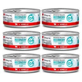 disugual-kot-recovery-jagniecina-85g-zestaw-6-szt