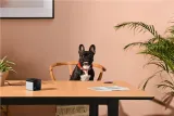 petcube-play-2-produkt-wprowadzony-do-obrotu-na-terenie-ue-przed-13-12-2024-tak