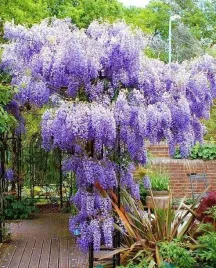 wisteria-chinska-sadzonka-piekny-kwiat-glicynia-do-ogrodu-ozdobne-pnacze