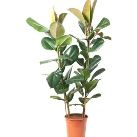 ikea-ficus-elastica-robusta-drzewko-kauczukowe-doniczka-27-cm