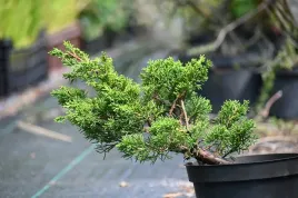 jalowiec-chinski-shimpaku-bonsai-zimozielone-drzewko-formowane