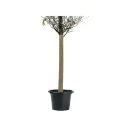 tkanina-wlokninowa-parkside-winter-bezowa-do-roslin-na-zime-5-x-15m
