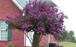 lagerstroemia-fioletowa-benoit-20-40cm-c2