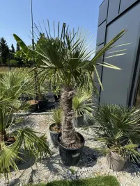 trychacarpus-okolo-180cm