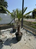 trychacarpus-okolo-180cm-rodzaj-rosliny-inny