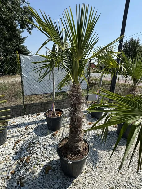 trychacarpus-okolo-180cm-roslina-w-postaci-inna