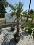 trychacarpus-okolo-180cm-roslina-w-postaci-inna