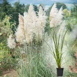 trawa-pampasowa-white-feather-p9-biale-pioropusze-cortaderia-ozdobna