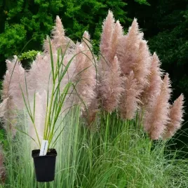 trawa-pampasowa-rosea-p9-cortaderia-rozowa-trawa-ozdobna-do-ogrodu