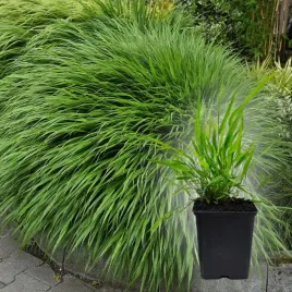 hakonechloa-greenhills-p14-japonska-trawa-ozdobna-kepiasta-bylina