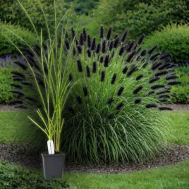 rozplenica-japonska-black-beauty-p9-30-50cm-trawa-ozdobna-sadzonka