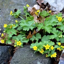 pragnia-syberyjska-sadzonka-w-doniczce-p9