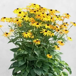 rudbekia-blyskotliwa-goldsturm-sadzonka-w-doniczce-p9