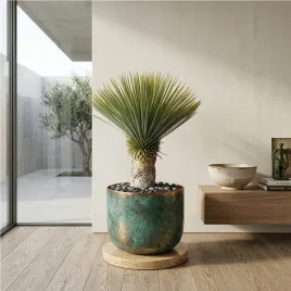 juka-mrozoodporna-yuca-rostrata-100-cm-egzotyczna-roslina-doniczkowa