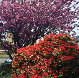 pieris-japonski-forest-flame-sadzonki-04l-przebarwia-liscie